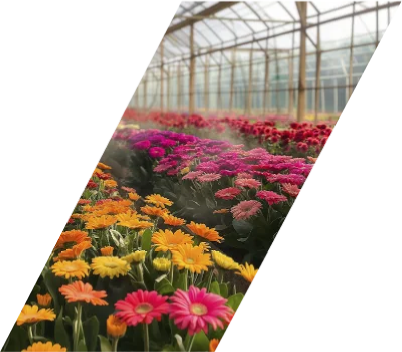 Sector Floricultura